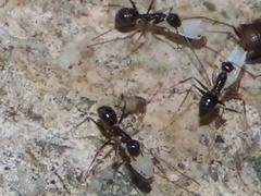 Myrmecophilus americanus
