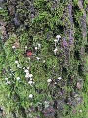 Fungi