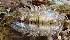 Platynympha longicaudata