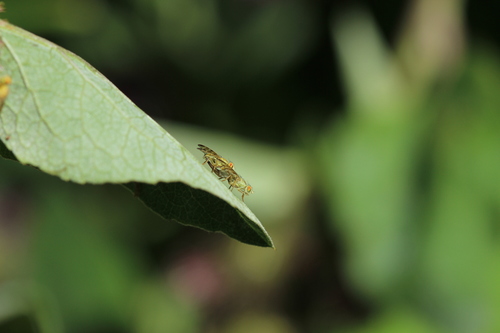 Banded Burdock Fly, Abtswoudse Bos, 2626 Delft, Netherlands, photo 5 of 10