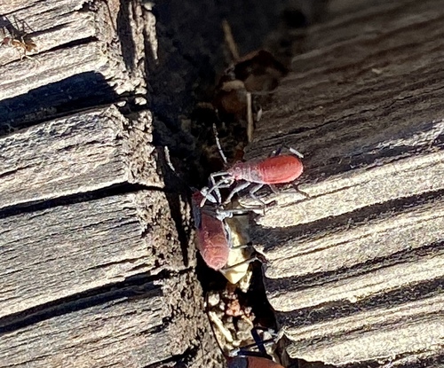 iNaturalist observation photo of Red-shouldered Bug