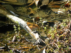 Charaxes bernardus