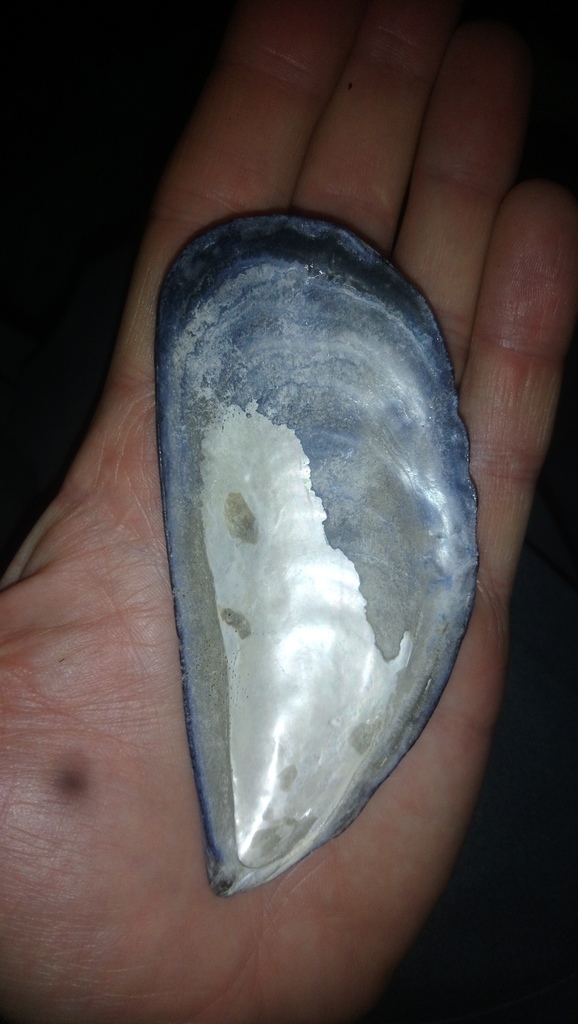 chorus mussel
