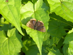 Heliophorus epicles