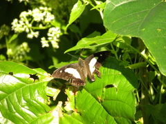 Polyura athamas