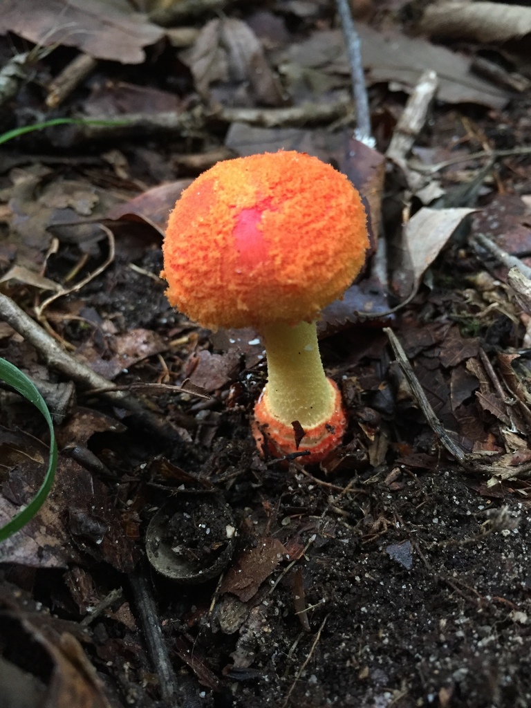 Amanita rubrovolvata · July 2016 · photo: © atsushi_nakajima_cirque (iNaturalist, cc-by)