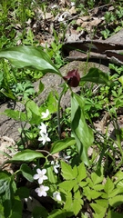 Trillium recurvatum