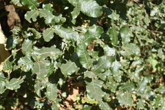 Quercus semecarpifolia