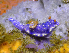 Hypselodoris infucata