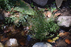 Stevia trifida