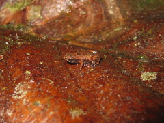 Brachycephalus hermogenesi