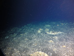 Hippoglossus stenolepis