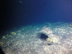 Hippoglossus stenolepis