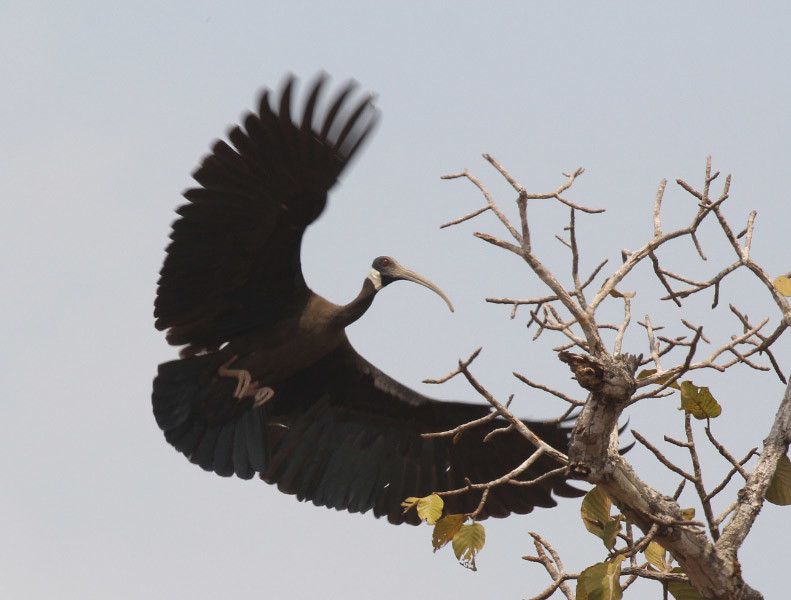 White-shouldered Ibis photo