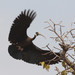 Ibis de Davison - Photo (c) quiltedquetzal, algunos derechos reservados (CC BY-NC), subido por quiltedquetzal