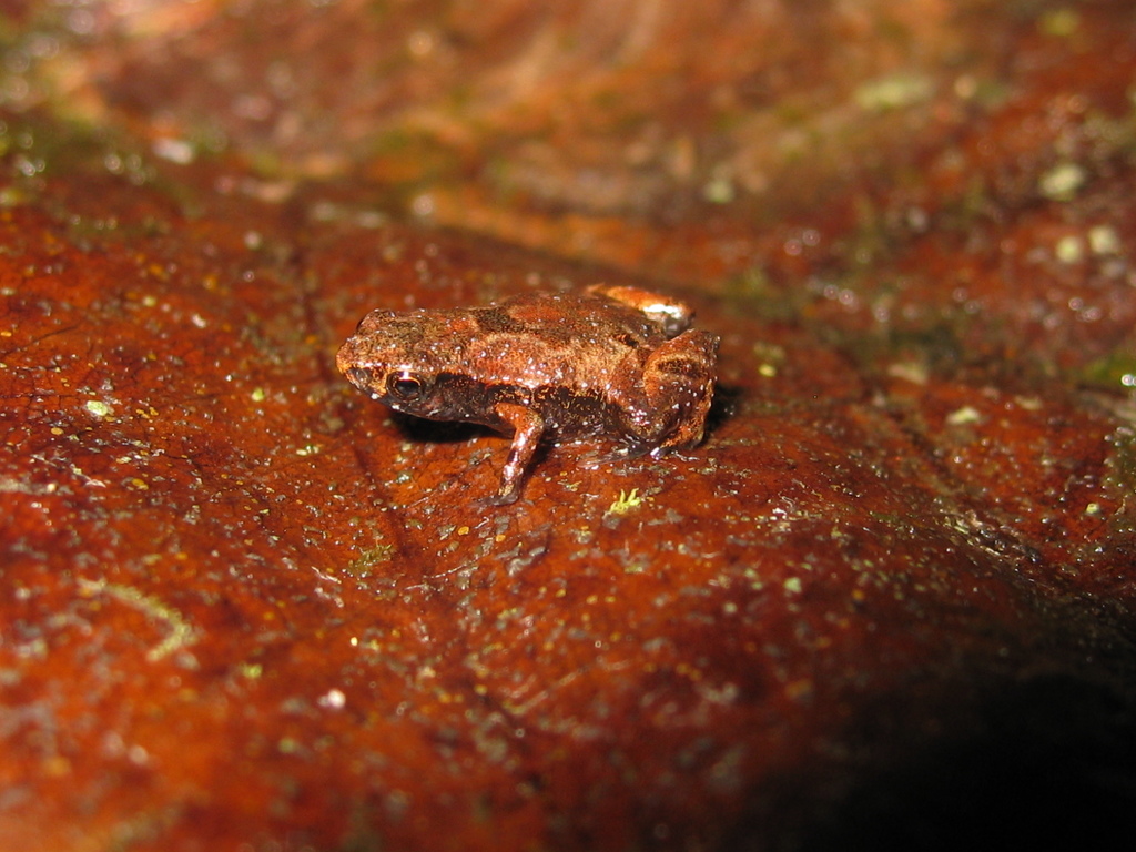 Flea-Frog