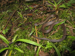 Echinanthera undulata