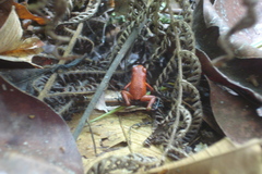 Oophaga pumilio
