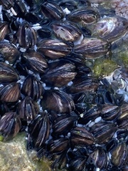 Brachidontes