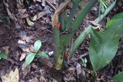 Oophaga pumilio