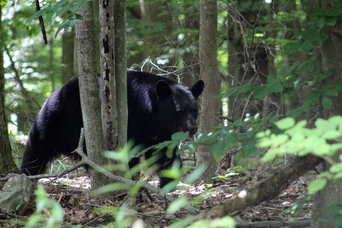 American Black Bear photographed in Maryland