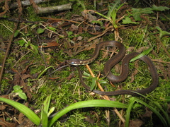 Echinanthera undulata