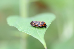 Cosmoscarta dimidiata