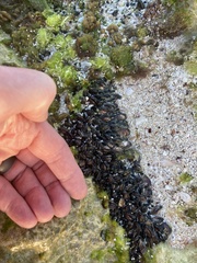Brachidontes