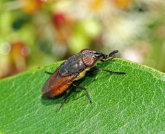 Stomorhina xanthogaster