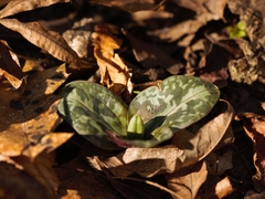 Trillium reliquum