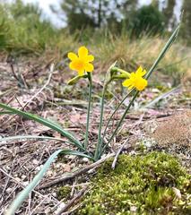 Narcissus scaberulus