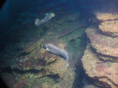 Zaprora silenus