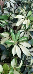 Heptapleurum arboricola