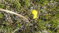 Lomatium caruifolium caruifolium