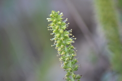 Veronica bullii