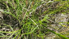 Lomatium caruifolium caruifolium