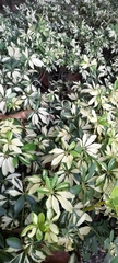 Heptapleurum arboricola