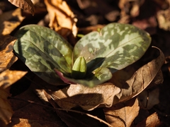 Trillium reliquum