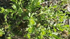 Hazardia squarrosa squarrosa