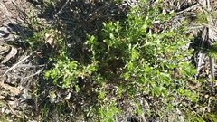 Hazardia squarrosa squarrosa