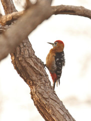 Dendrocopos hyperythrus