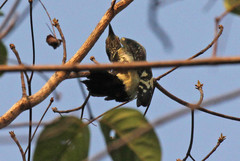 Meiglyptes jugularis