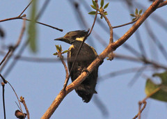 Meiglyptes jugularis