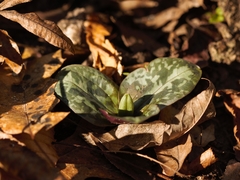 Trillium reliquum