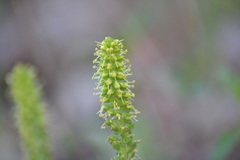 Veronica bullii