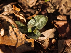 Trillium reliquum
