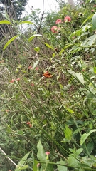 Dryas iulia alcionea