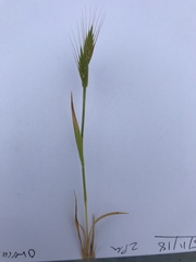 Bromus hordeaceus
