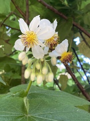 Sparrmannia