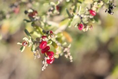 Chenopodium wilsonii